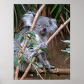 Koala 14 poster (Vorne)