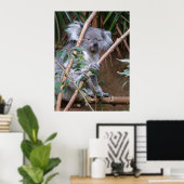 Koala 14 poster (Heimbüro)