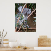 Koala 14 poster (Küche)