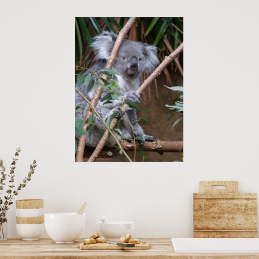 Koala 14 poster (Küche)