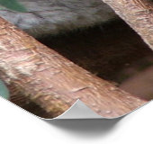 Koala 14 poster (Ecke)