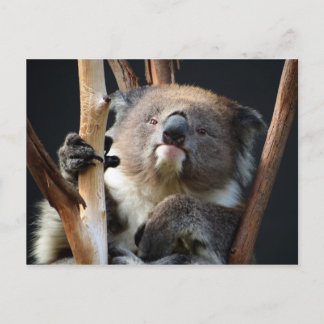 Koala 1 postkarte