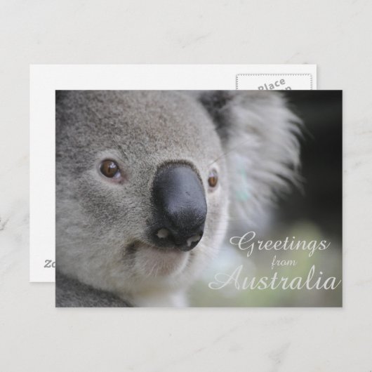 Koala 2 - Grüße Postkarte (Vorne/Hinten)