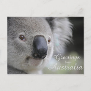 Koala 2 - Grüße Postkarte