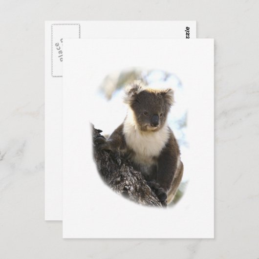 Koala 2 postkarte (Vorne/Hinten)