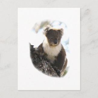 Koala 2 postkarte