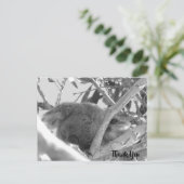 Koala asleep, Schwarz-Weiß-Foto, Australien Postkarte (Stehend Vorderseite)