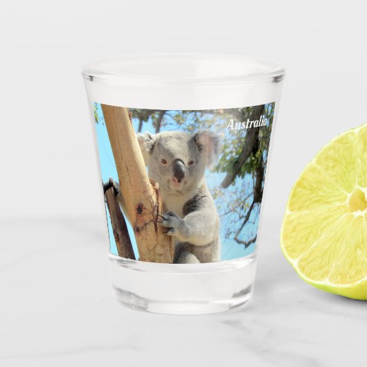 Koala aus nieder-Australien-Schießglas Schnapsglas (Vorderseite)