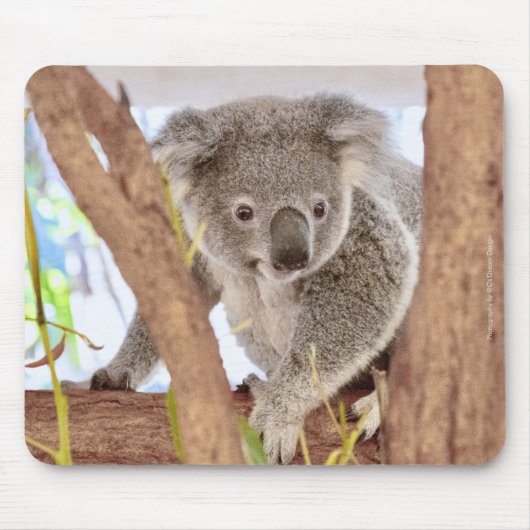 Koala Australia Mouse Pad | C's Dream Design Mousepad (Vorne)