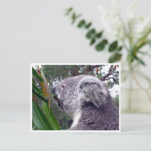 Koala australia postkarte (Stehend Vorderseite)