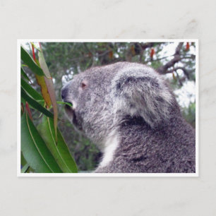 Koala australia postkarte