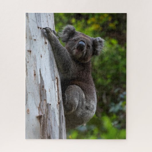 Koala Australia Wildlife Photo, 520 pieces Puzzle (Vertikal)