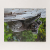 Koala Australia Wildlife Photo, 520 pieces Puzzle (Horizontal)