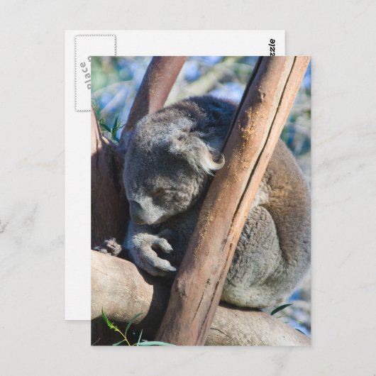Koala - Australien Postkarte (Vorne/Hinten)