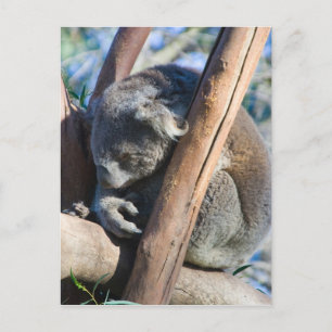 Koala - Australien Postkarte