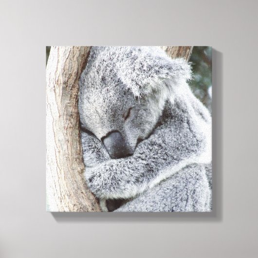Koala-Baby Leinwanddruck (Vorderseite)