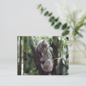 Koala Baby Postcard Postkarte (Stehend Vorderseite)
