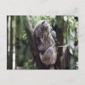 Koala Baby Postcard Postkarte (Vorderseite)