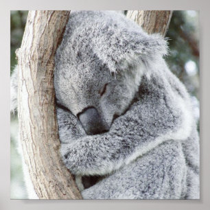 Koala-Baby Poster