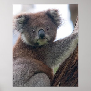 Koala Bär Aussi Safari Frieden Liebe Natur Schicks Poster