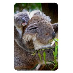 Koala-Bär Aussi Safari-FriedensLiebe-Natur-Schicks Magnet