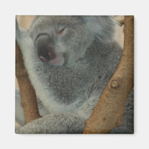 Koala-Bär Aussi Safari-FriedensLiebe-Natur-Schicks Magnet