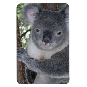 Koala-Bär Aussi Safari-FriedensLiebe-Natur-Schicks Magnet