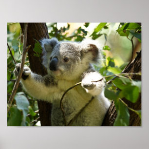 Koala-Bär Australischer Busch Baum Wald klettern Poster