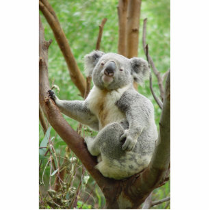 Koala-Bär, der auf dem Baum an Perth-Zoo sitzt Freistehende Fotoskulptur