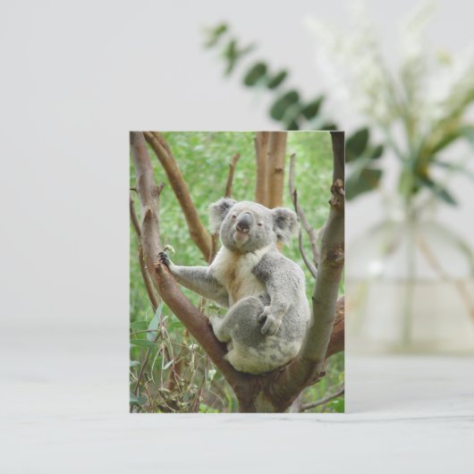 Koala-Bär, der im Zoo von Perth auf dem Baum sitzt Postkarte (Stehend Vorderseite)