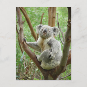 Koala-Bär, der im Zoo von Perth auf dem Baum sitzt Postkarte