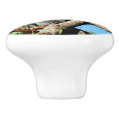 Koala Bär die Bedeutung des Lebens, Keramikknauf (Seitenansicht)