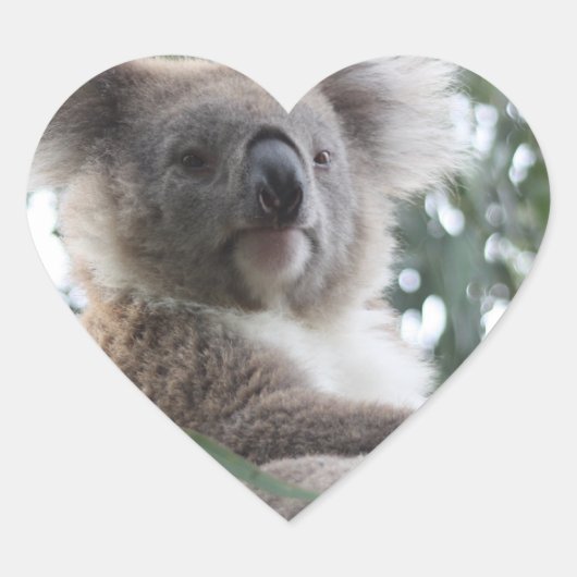 Koala Bar Facts Stickers (Vorderseite)