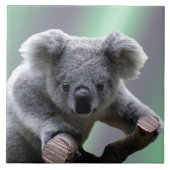Koala-Bär Fliese (Vorderseite)