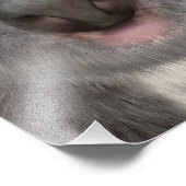 Koala Bär Fotodruck (Ecke)
