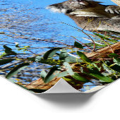 Koala-Bär im alten Baum, Poster (Ecke)