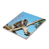 Koala-Bär im alten Kiefernbaum, Fliese (Seite)