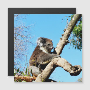 Koala-Bär im alten Kiefernbaum, Magnetkarte