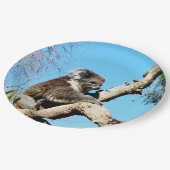 Koala-Bär im alten Kiefernbaum, Pappteller (Schrägansicht)