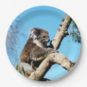 Koala-Bär im alten Kiefernbaum, Pappteller (Vorderseite)