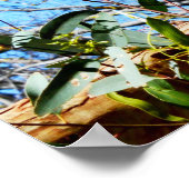 Koala-Bär im alten Kiefernbaum, Poster (Ecke)