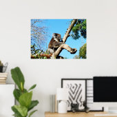 Koala-Bär im alten Kiefernbaum, Poster (Heimbüro)
