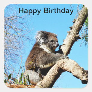 Koala-Bär im alten Kiefernbaum, Quadratischer Aufkleber
