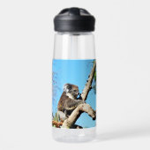 Koala-Bär im alten Kiefernbaum, Trinkflasche (Vorne)