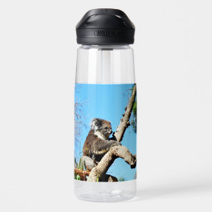 Koala Bär in alter Kieferbaum,  Trinkflasche