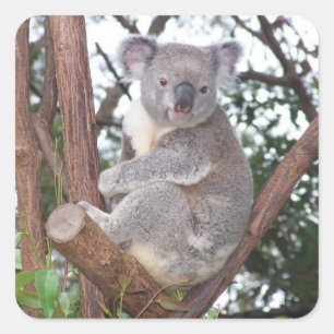 Koala-Bär in einem Baum Quadratischer Aufkleber