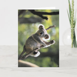 Koala-Bär Karte