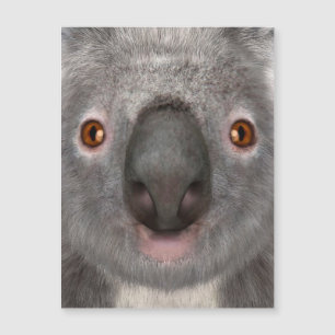 Koala Bär Magnetkarte