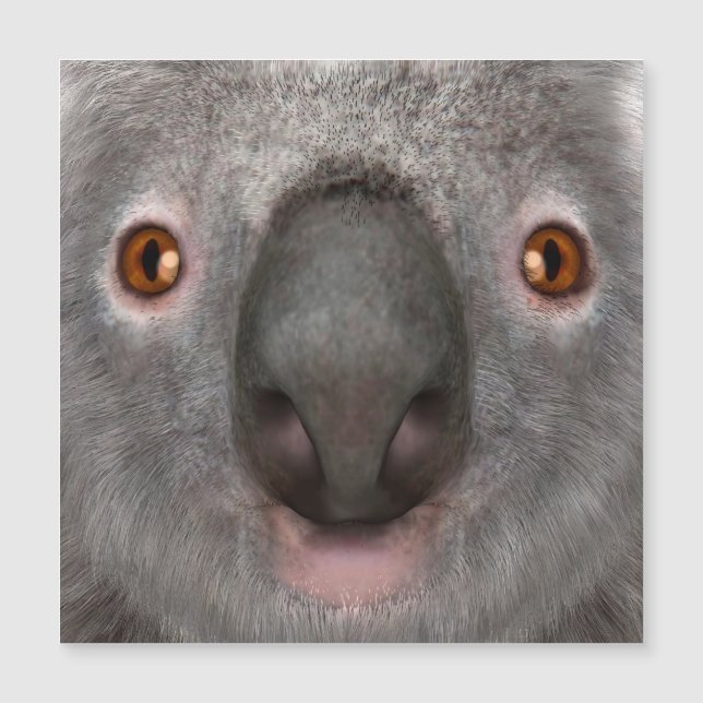 Koala Bär Magnetkarte (Vorderseite)