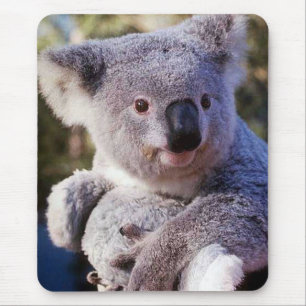 Koala-Bär mit einem Koala-Bär Mousepad